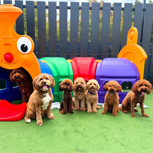 Small dogs together beside colourful rooftop play equipment