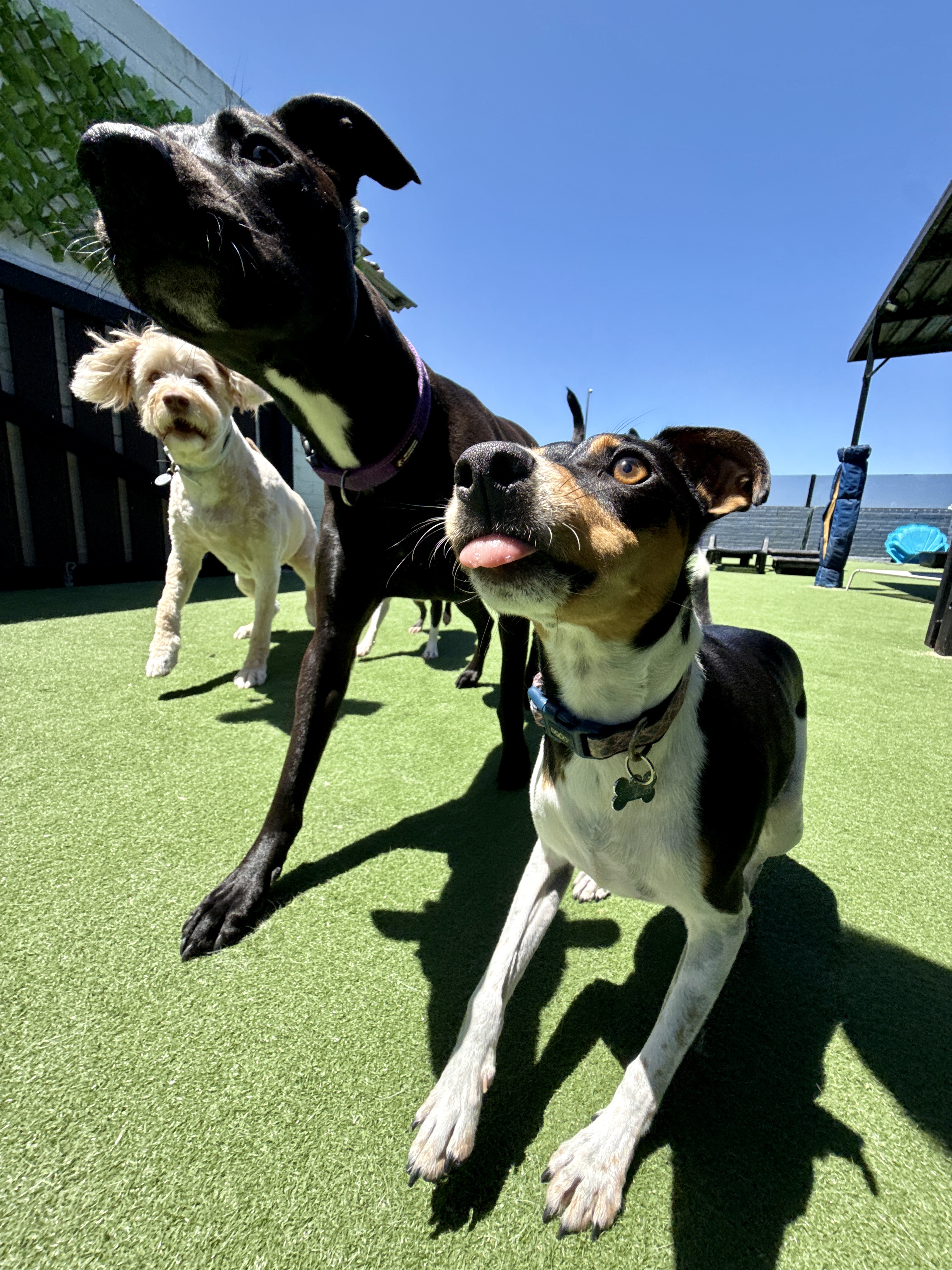 Dogs exploring the rooftop together