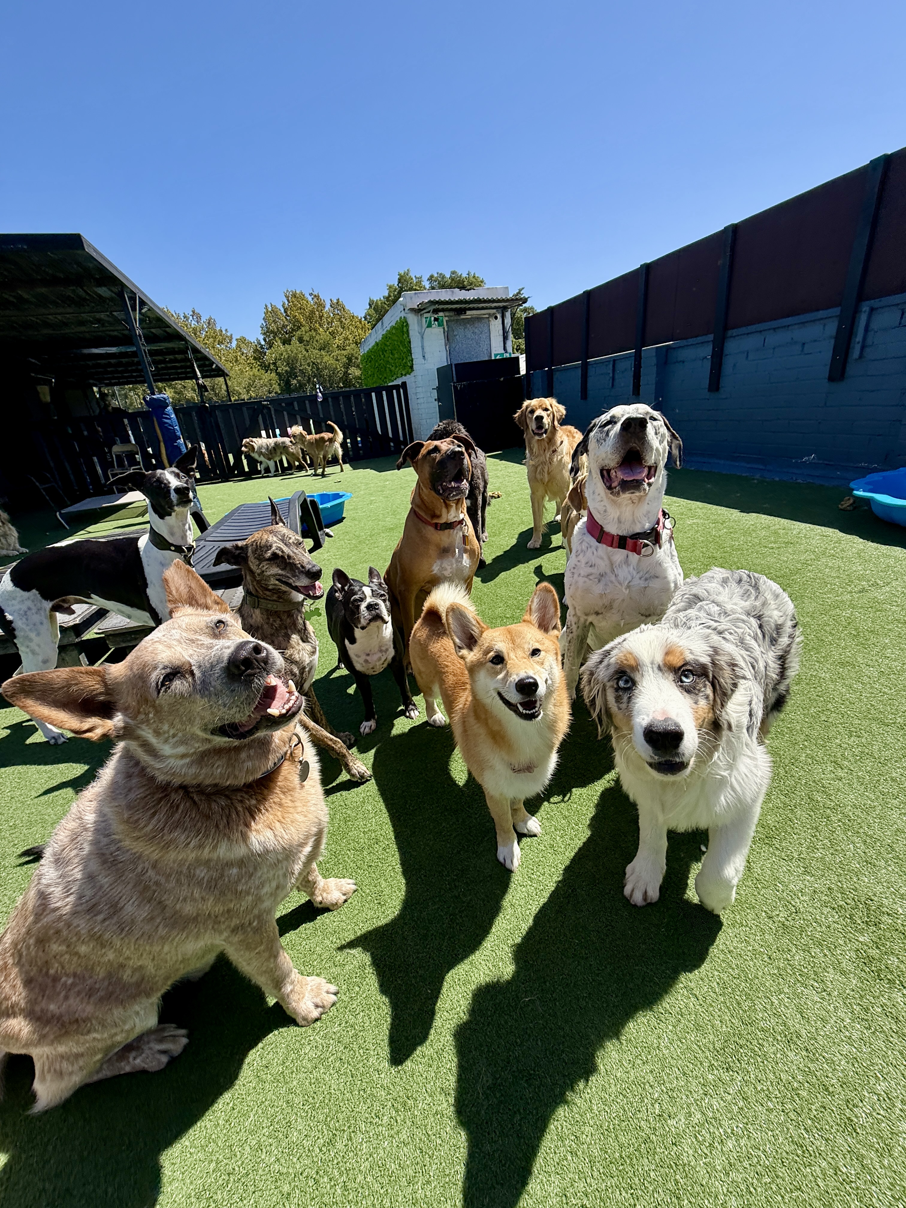 The daycare pack enjoying the outdoor area