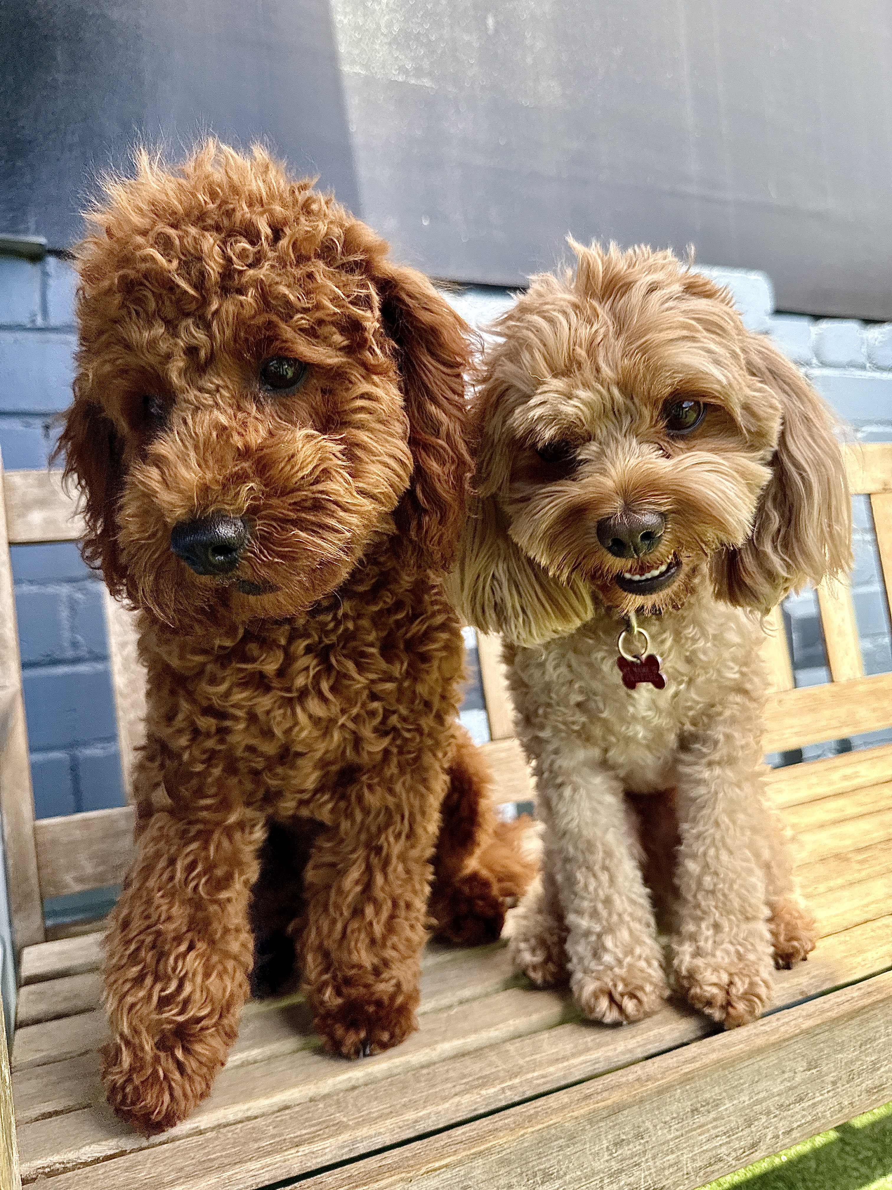 Two little dogs together on a bench